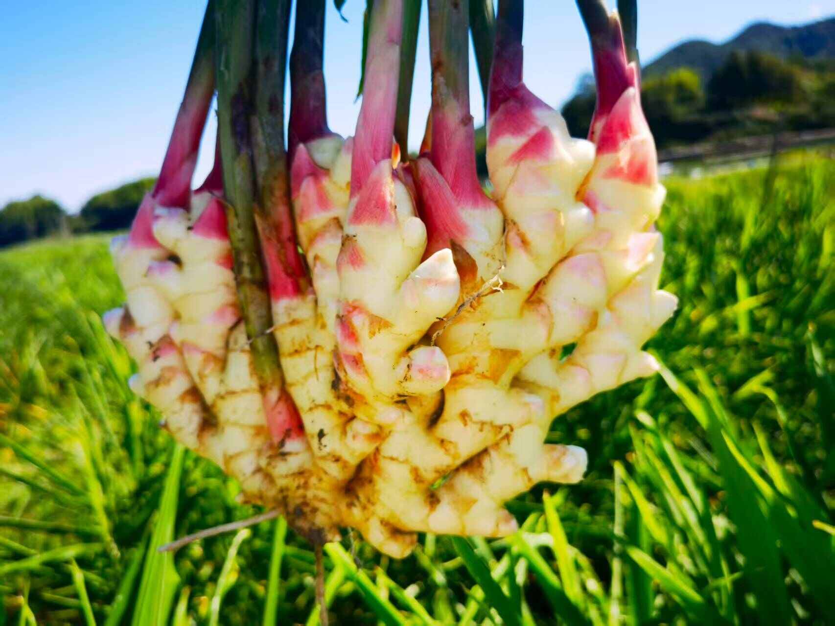 磐安高山嫩姜红爪姜水洗姜泥姜大量上市