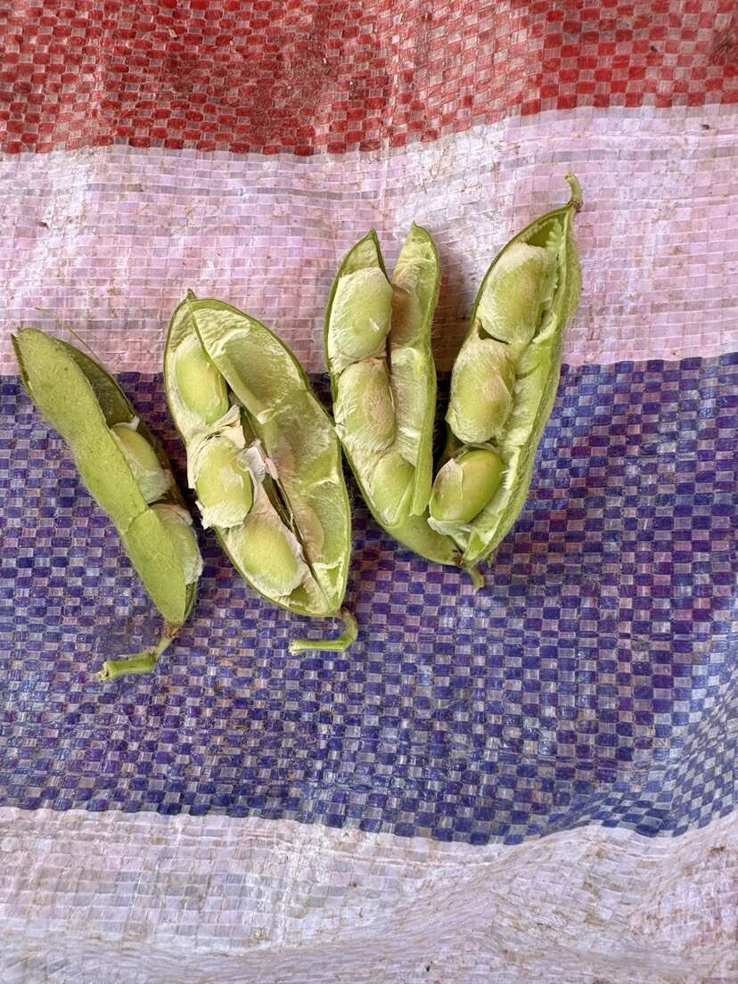 安徽芜湖毛豆荚产地直供支持代发清洗