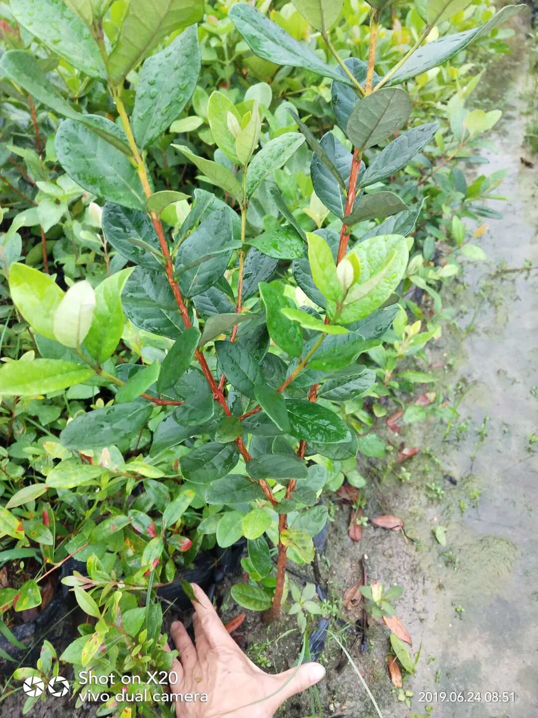 菲油果苗