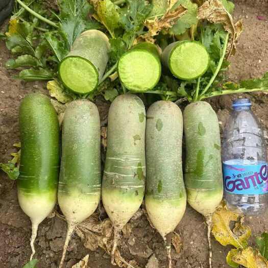 多伦县水果萝卜，量大需要联系