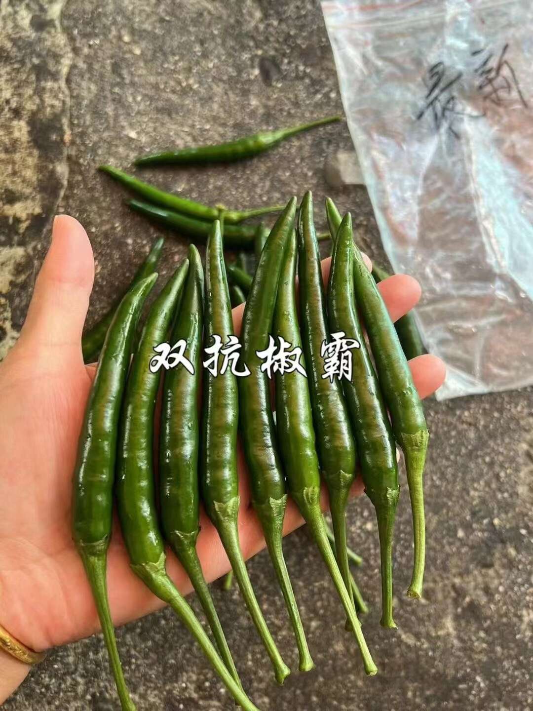 新品种双抗椒霸朝天椒种子大号辣椒种子硬度好抗病丰产早熟滑皮椒