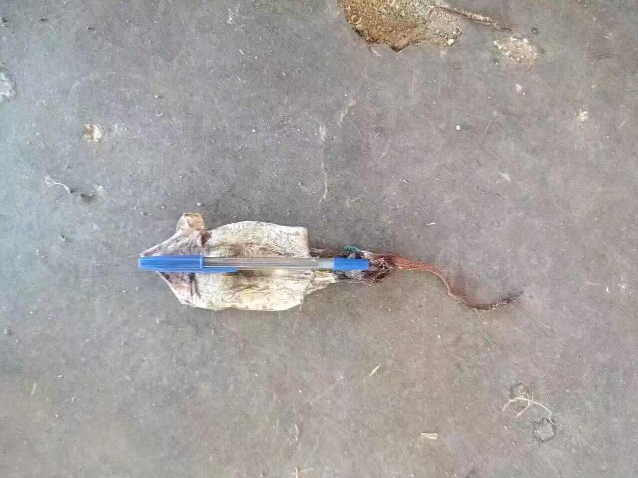 越南黑鱿鱼干大量现货供应链，欢迎批发商了解批发，量大从优。。