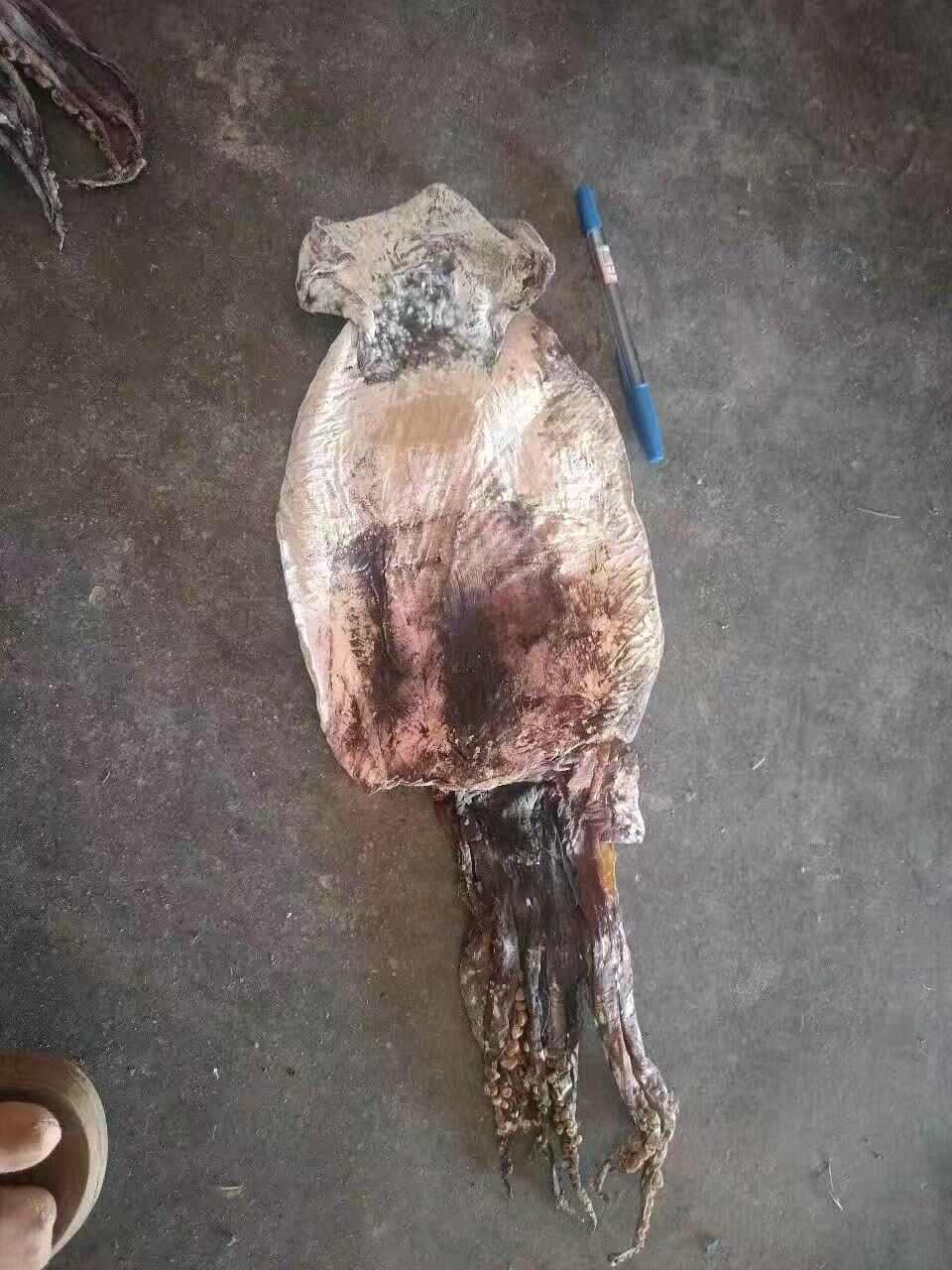 越南黑鱿鱼干大量现货供应链，欢迎批发商了解批发，量大从优。。