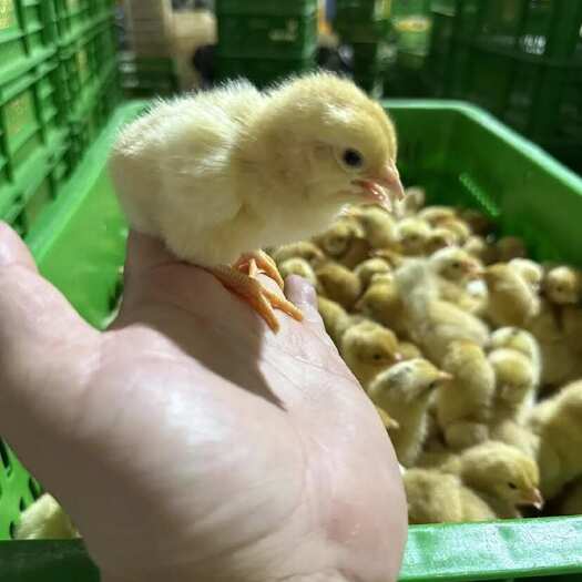 南宁三黄鸡苗湘黄土鸡苗土一鸡苗土二鸡苗～西