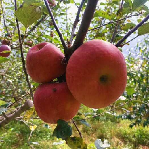 盐源县凉山盐源糖心富士苹果。