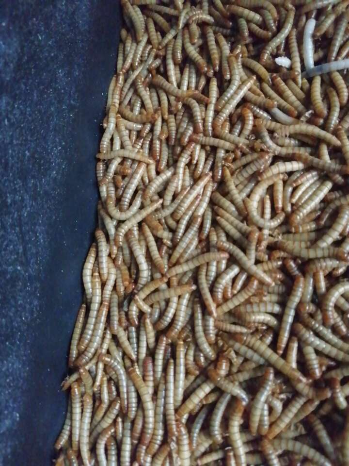 黄粉虫