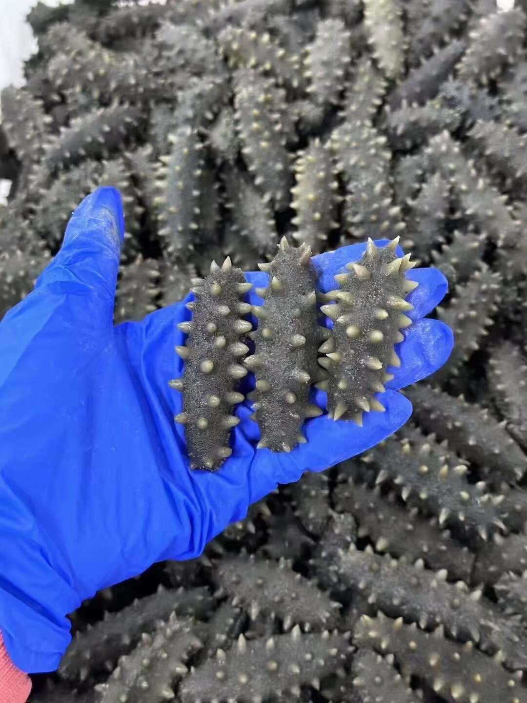 长海县深海半干海参