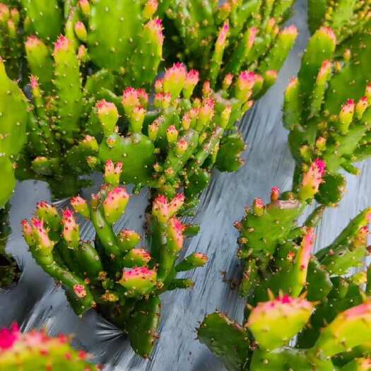 平邑县山东精品仙人掌