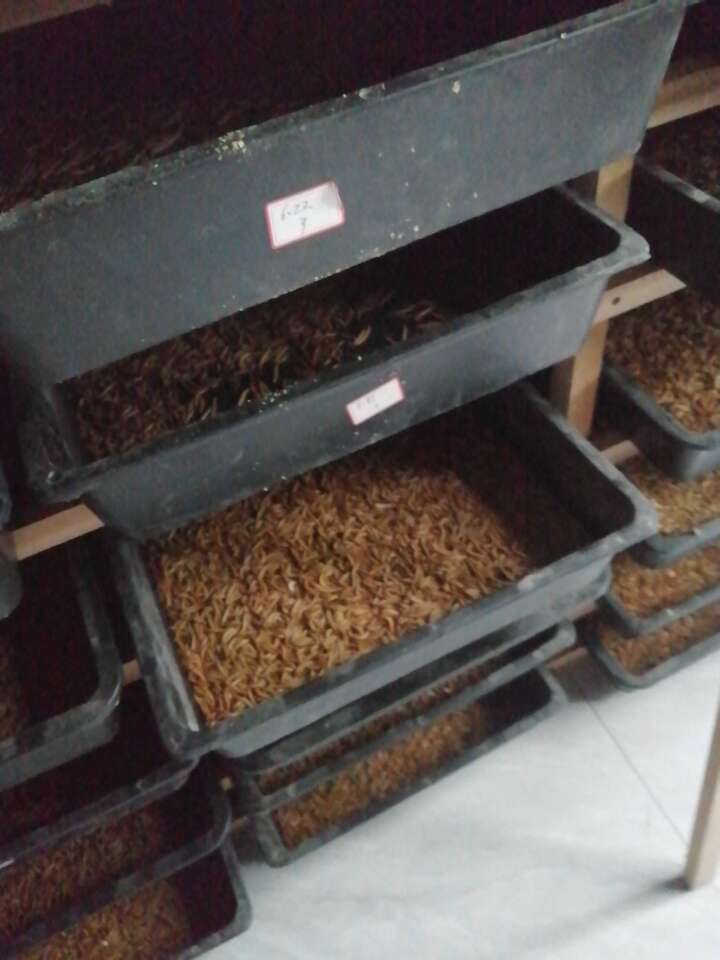 黄粉虫