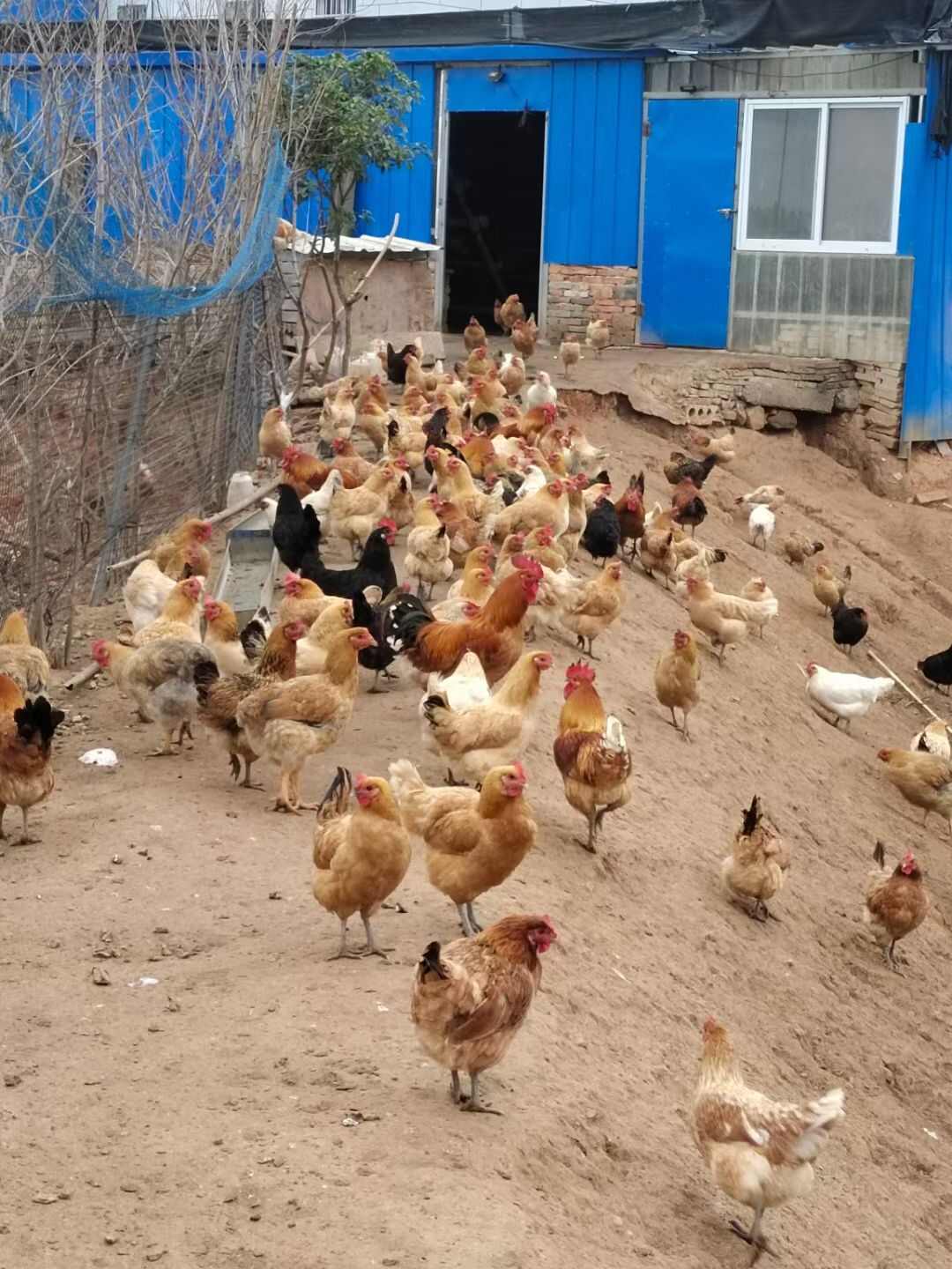 正宗散养土鸡，土鸡蛋