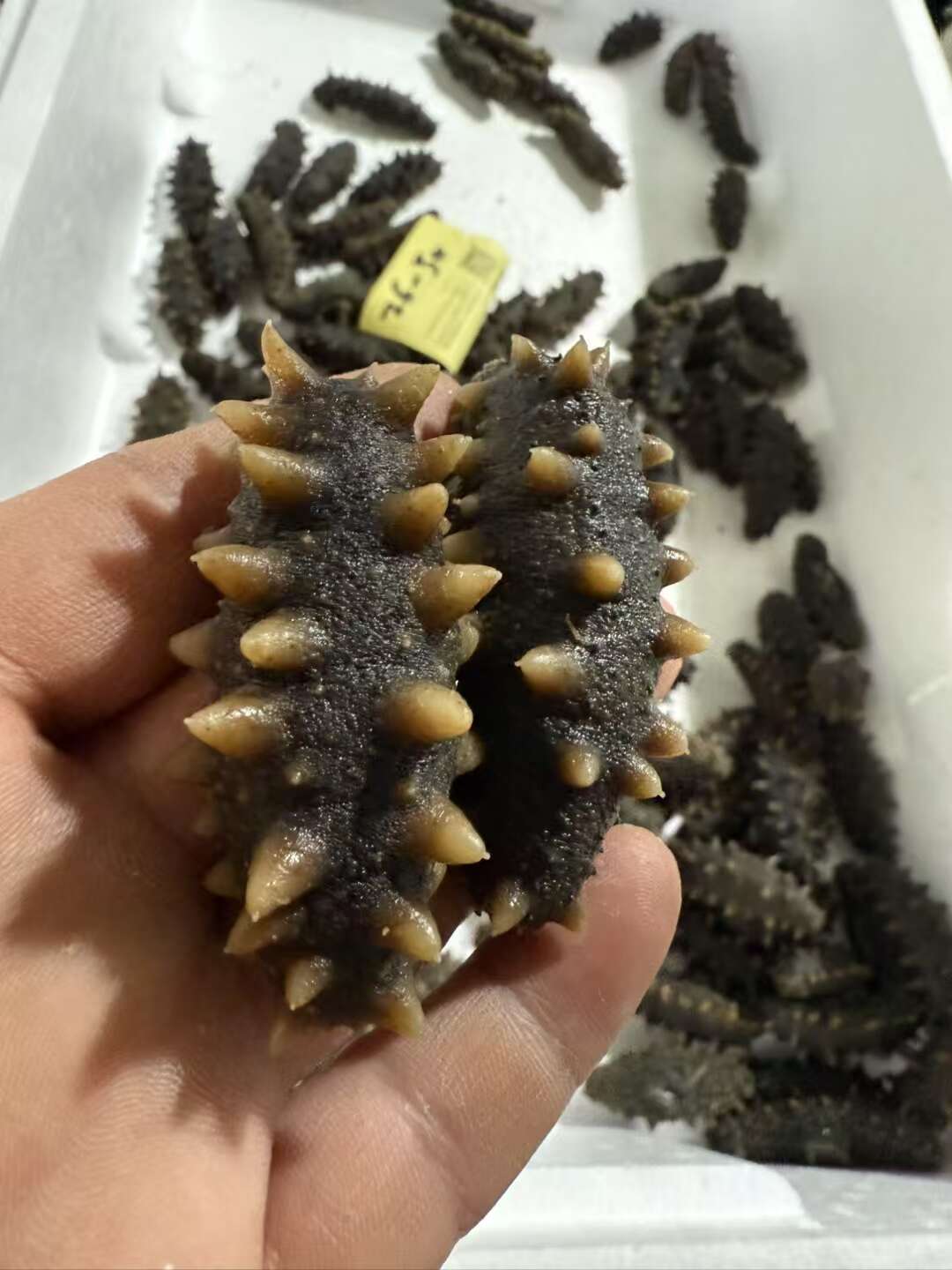 长海县深海半干海参