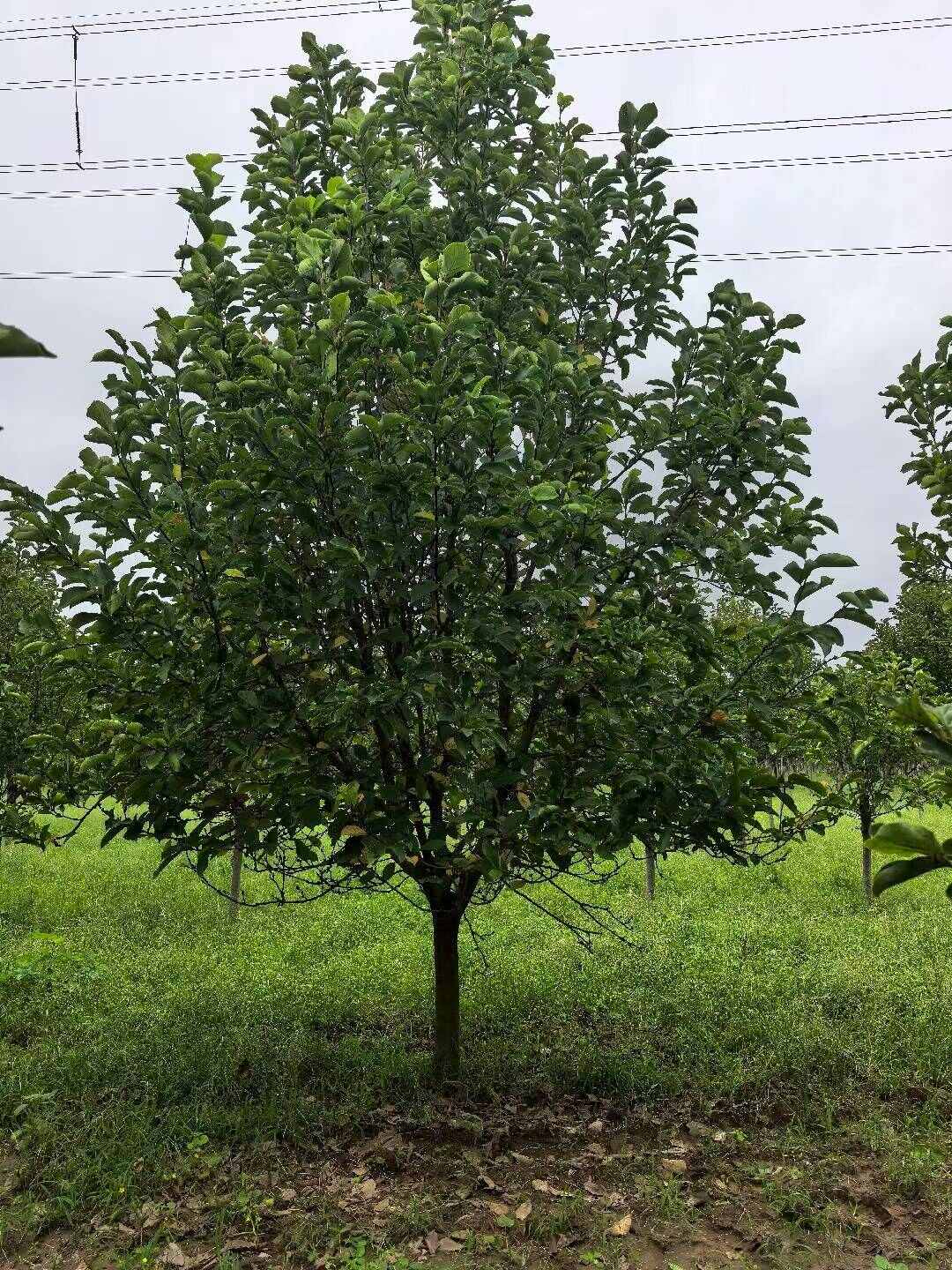 紫玉兰