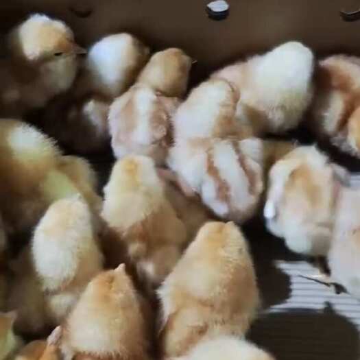衡阳出壳海兰褐蛋鸡苗海兰灰蛋鸡苗～衡