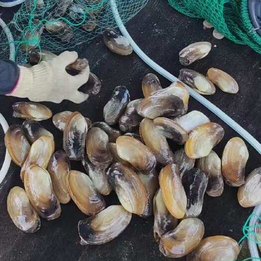 北海象拔蚌一手货源，非诚勿扰。