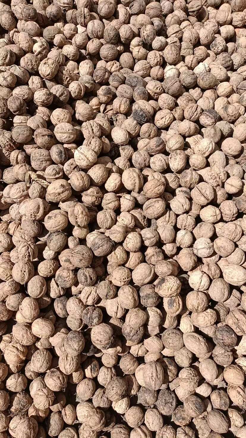 山西薄皮核桃