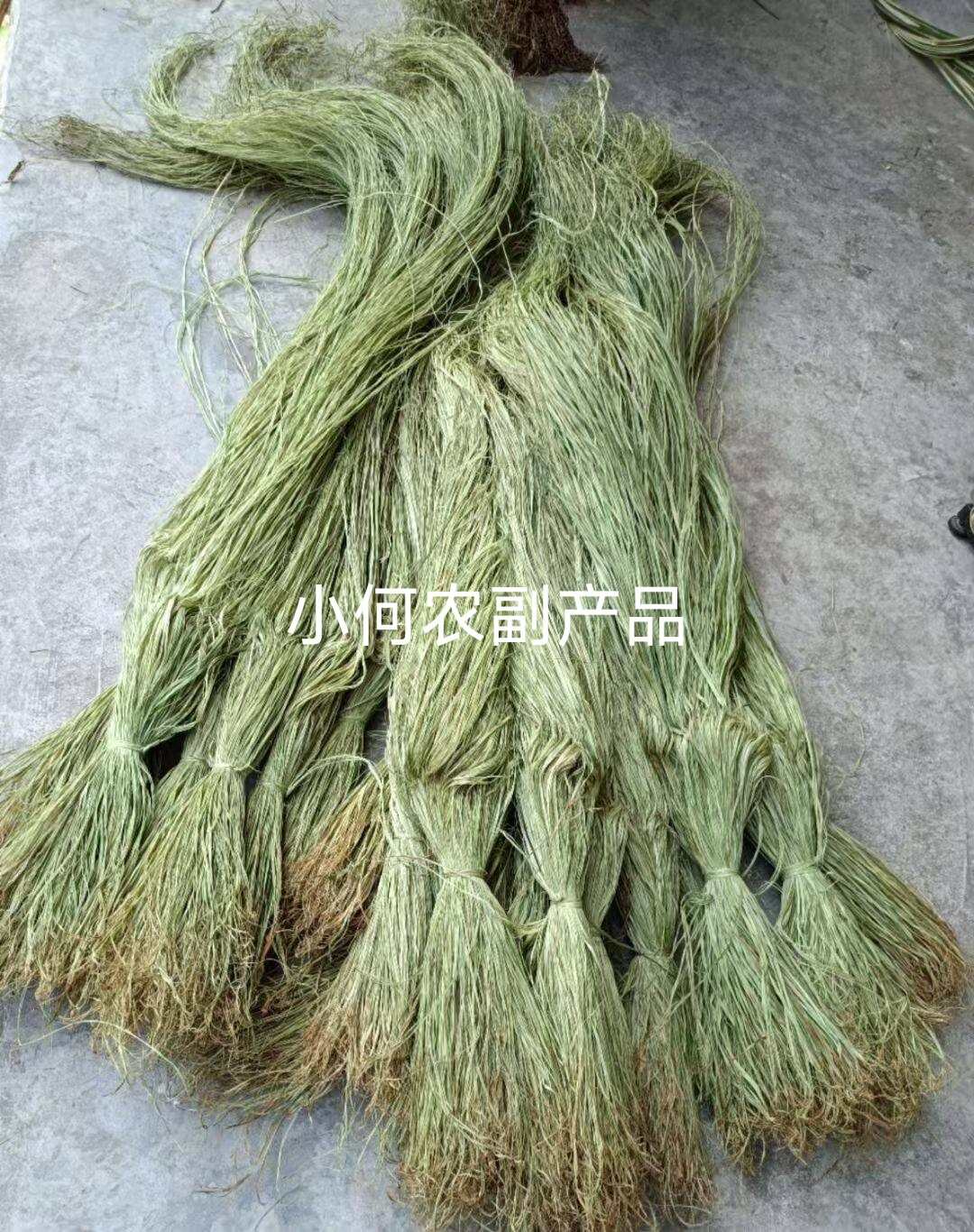 苎麻种子 川苎16号 湘苎3号 优质品种，提供育苗技术