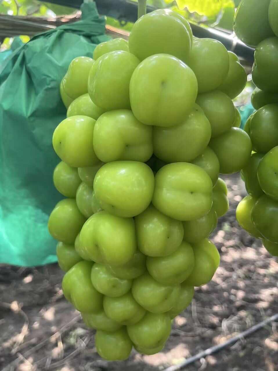 山东精品阳光玫瑰