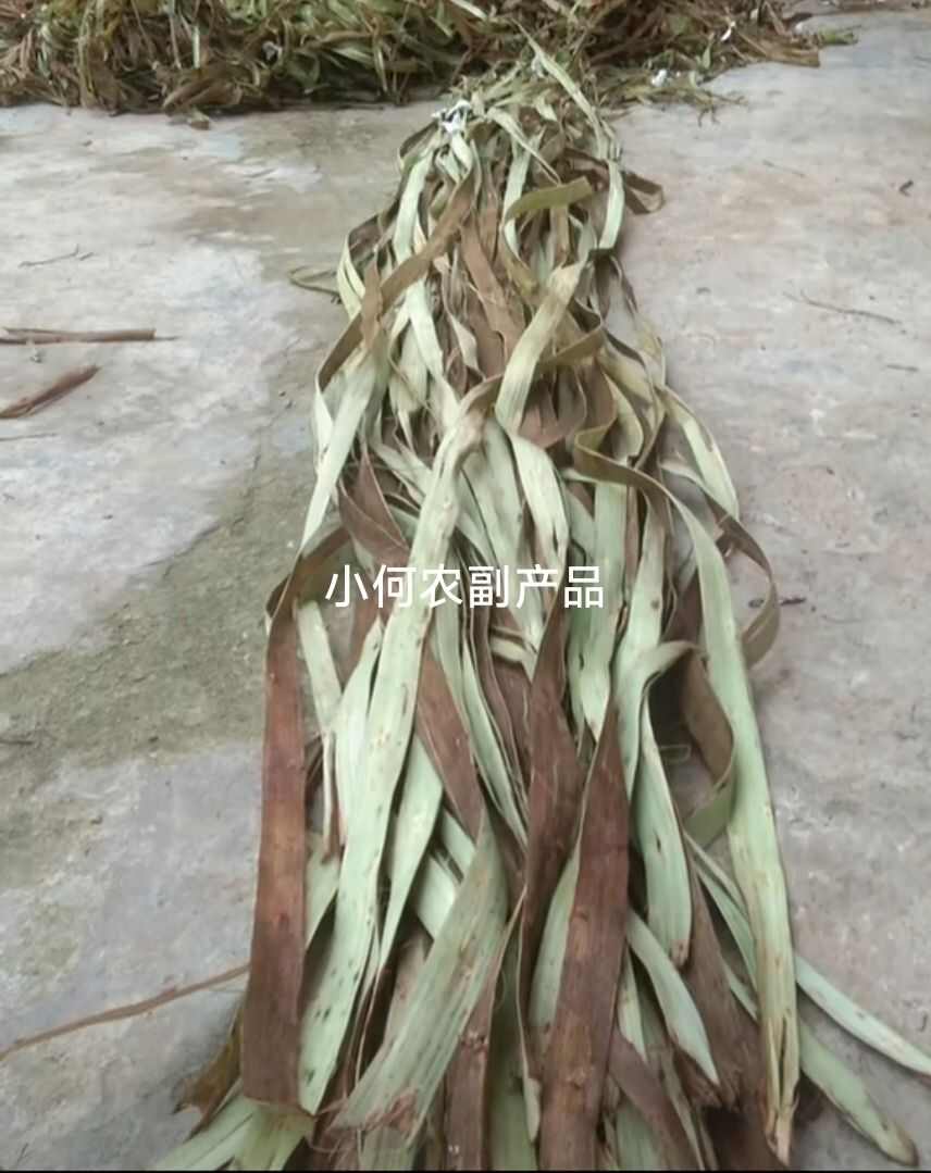 苎麻种子 川苎16号 湘苎3号 优质品种，提供育苗技术
