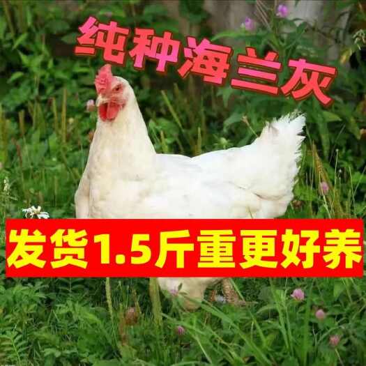 莘县1.5斤海兰灰蛋鸡苗，全母，疫苗齐全，包运费，脱温鸡苗，鸡苗