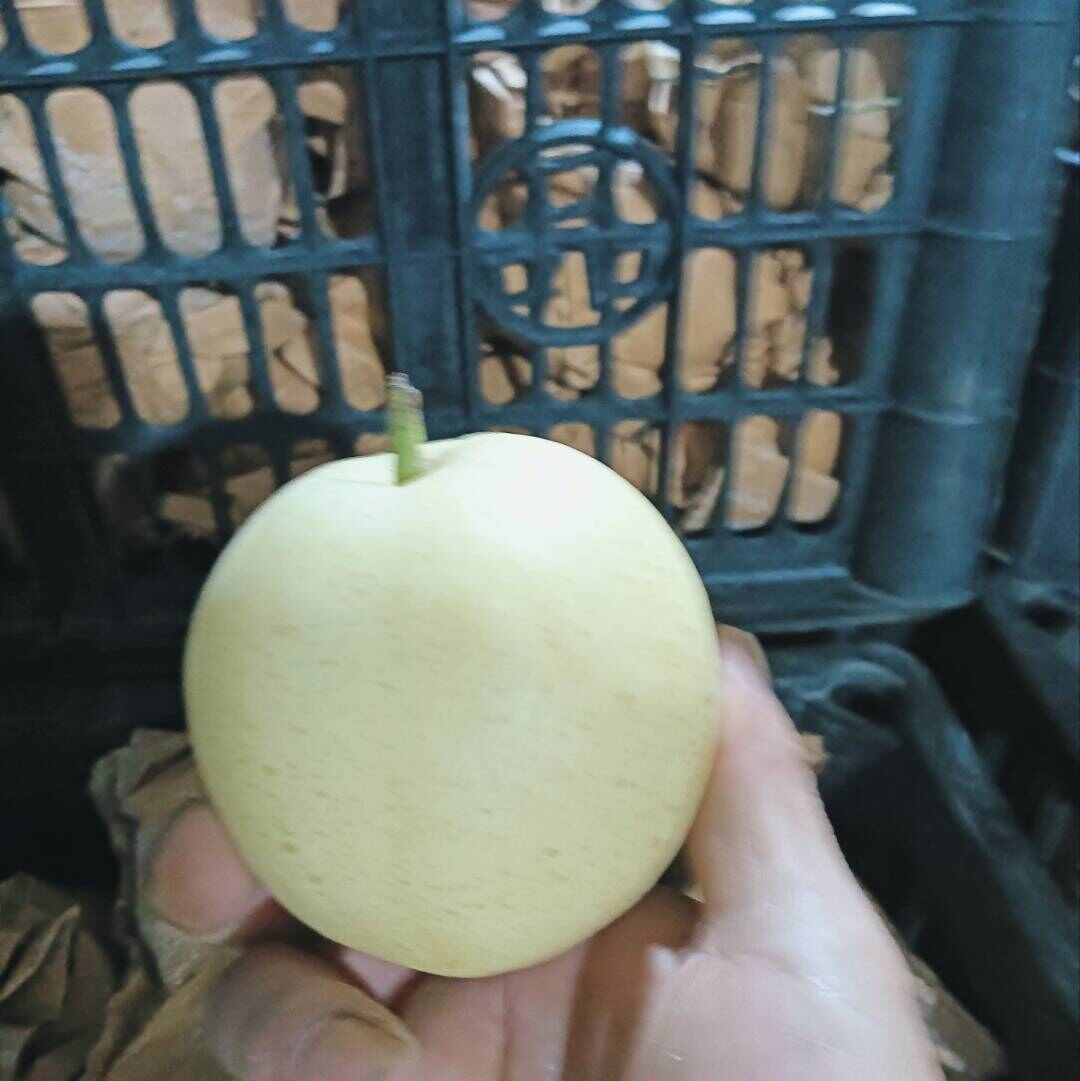 黄冠梨