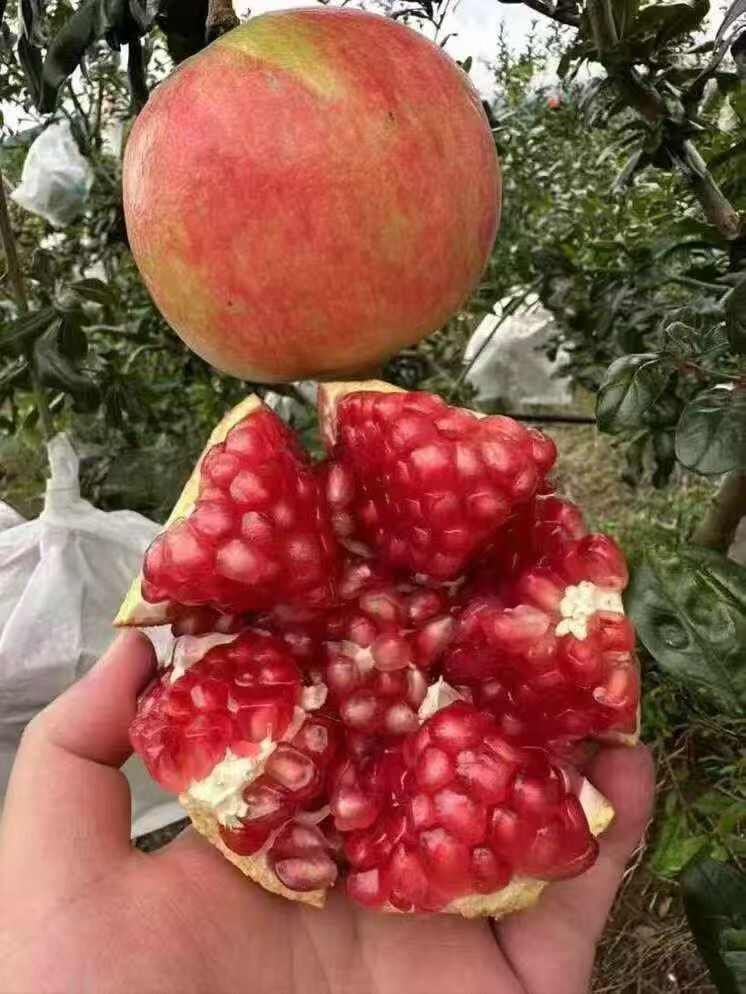 突尼斯软籽
