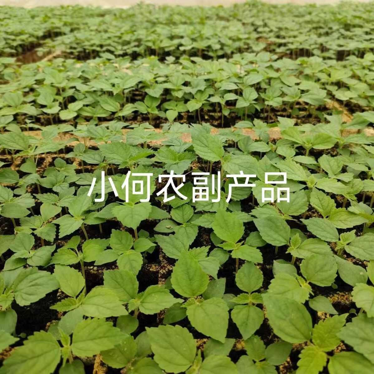 苎麻种子 川苎16号 湘苎3号 优质品种，提供育苗技术