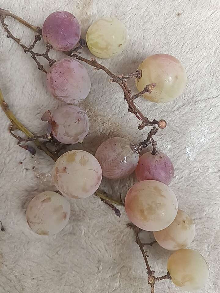 自己种的葡萄