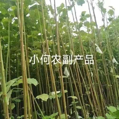 苎麻种子 川苎16号 湘苎3号 优质品种，提供育苗技术