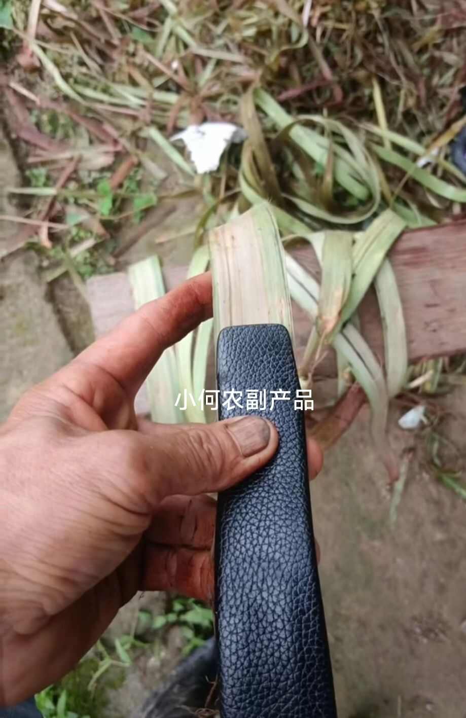 苎麻种子 川苎16号 湘苎3号 优质品种，提供育苗技术