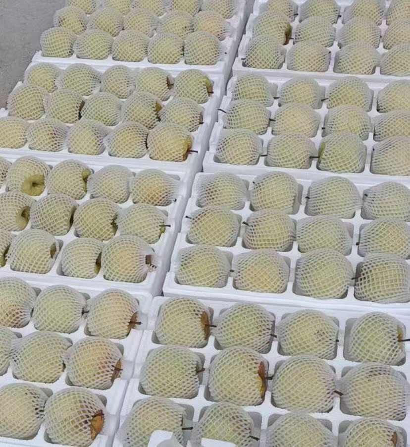 砀山酥梨，果园直达一件35也可以包邮，包吃包售后安徽砀山发货