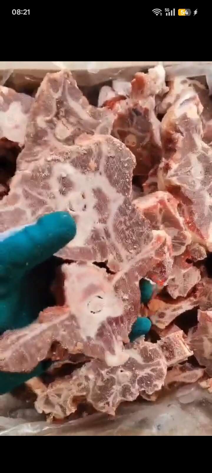 多肉羊蝎子