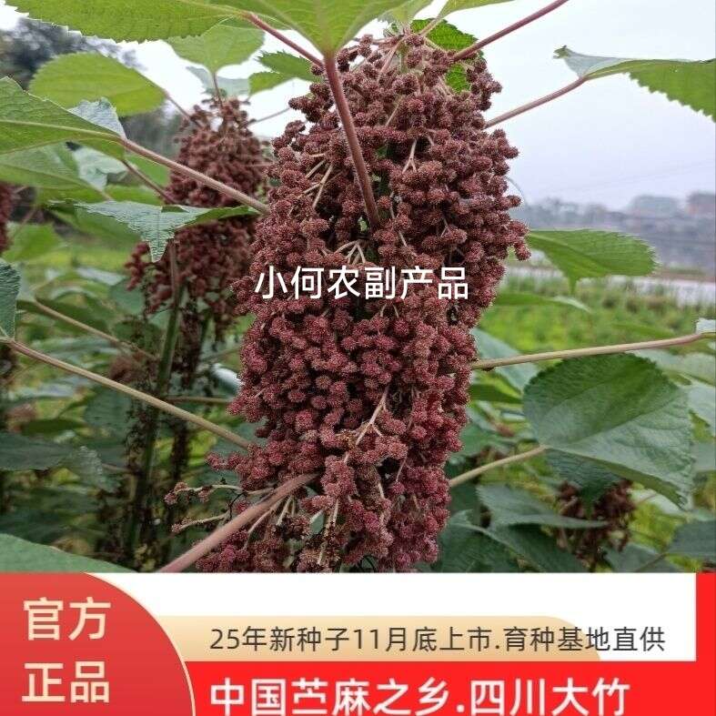 苎麻种子 川苎16号 湘苎3号 优质品种，提供育苗技术
