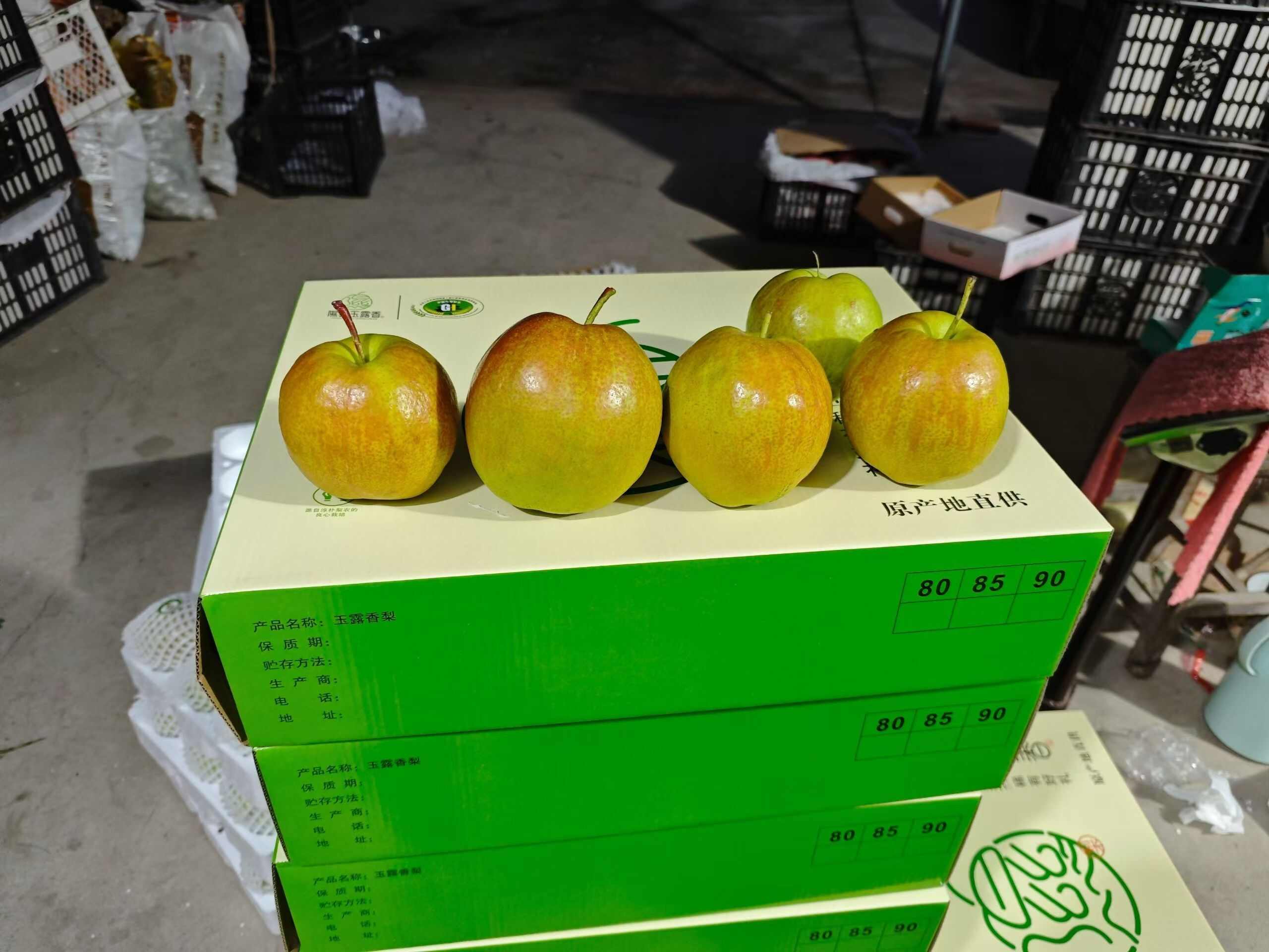 隰县玉露香梨