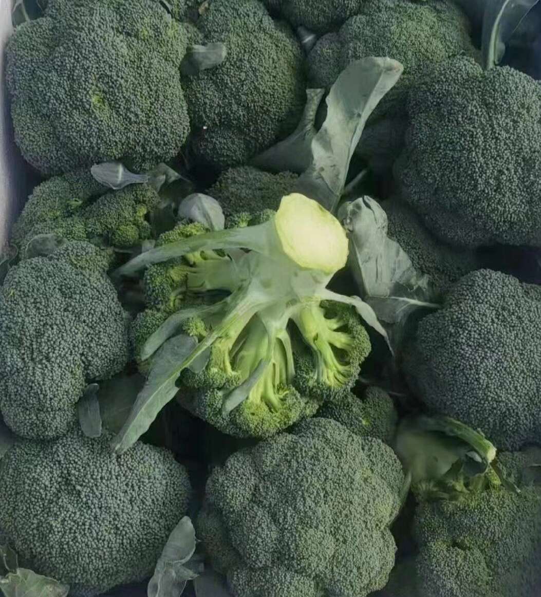 西兰花，河北西兰花，蔚县西兰花，张家口西兰花，阳原西兰花