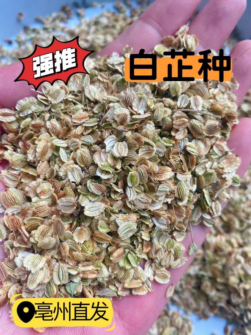 白芷 白芷籽 产地直发 成活率高快包回收