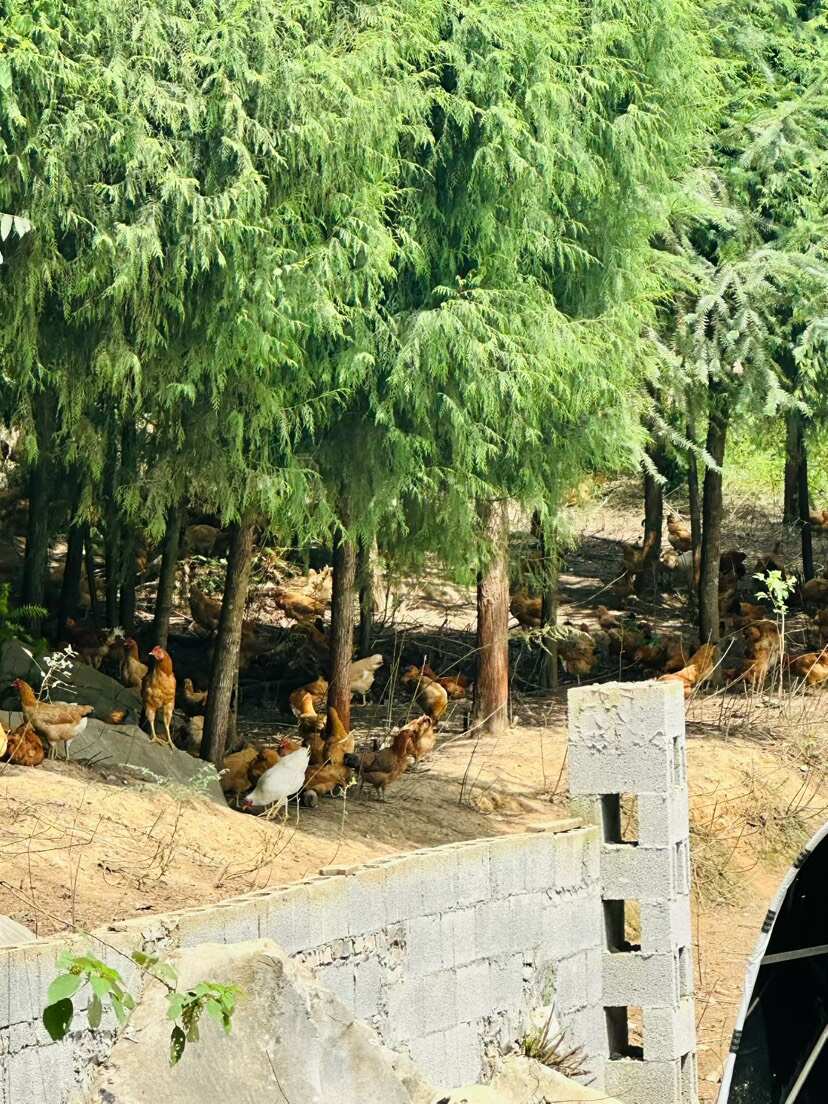 深山富硒纯正散养土鸡蛋，假一罚十