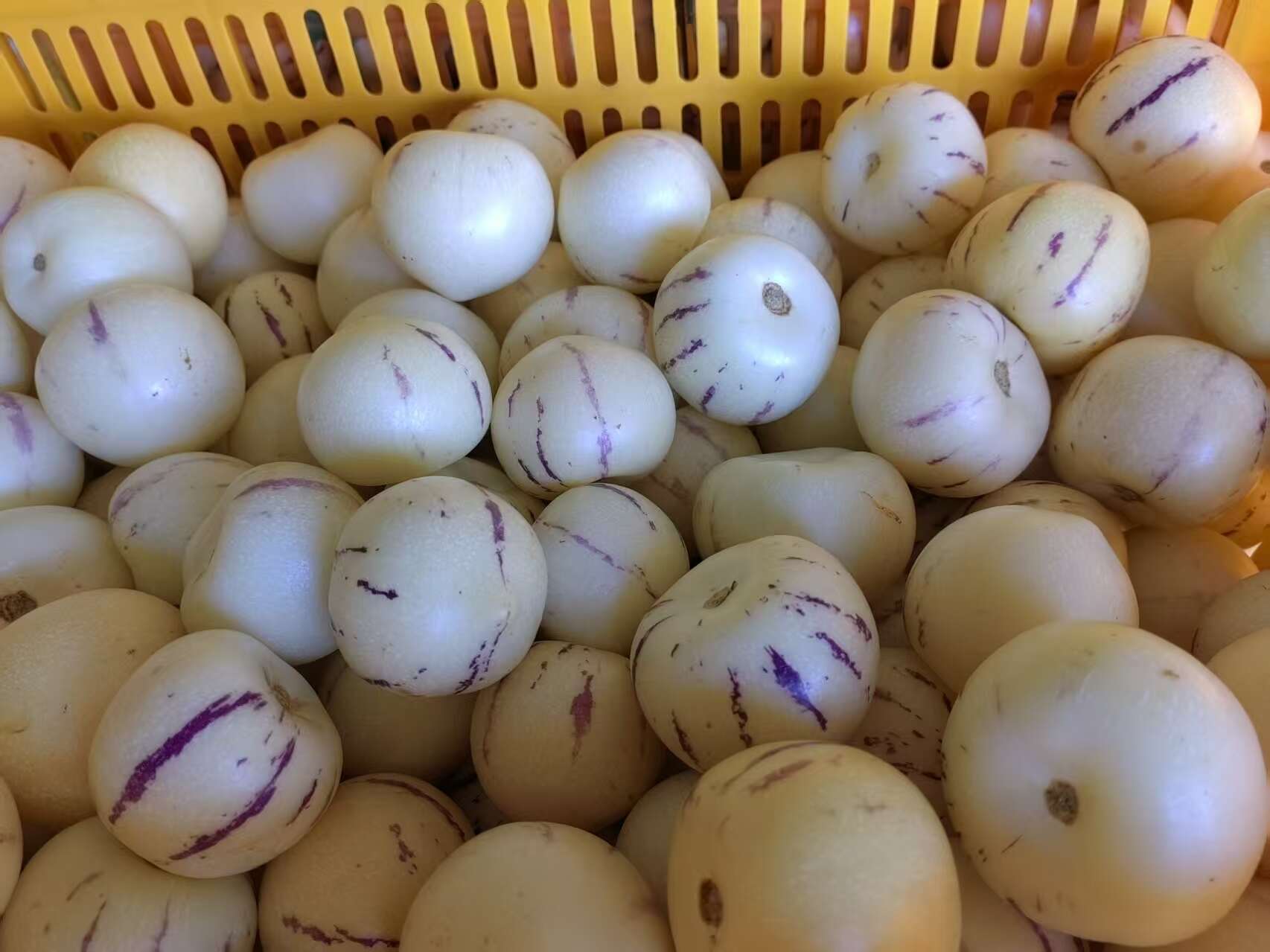 高山人参果，颜色好，果型好，甜脆可口