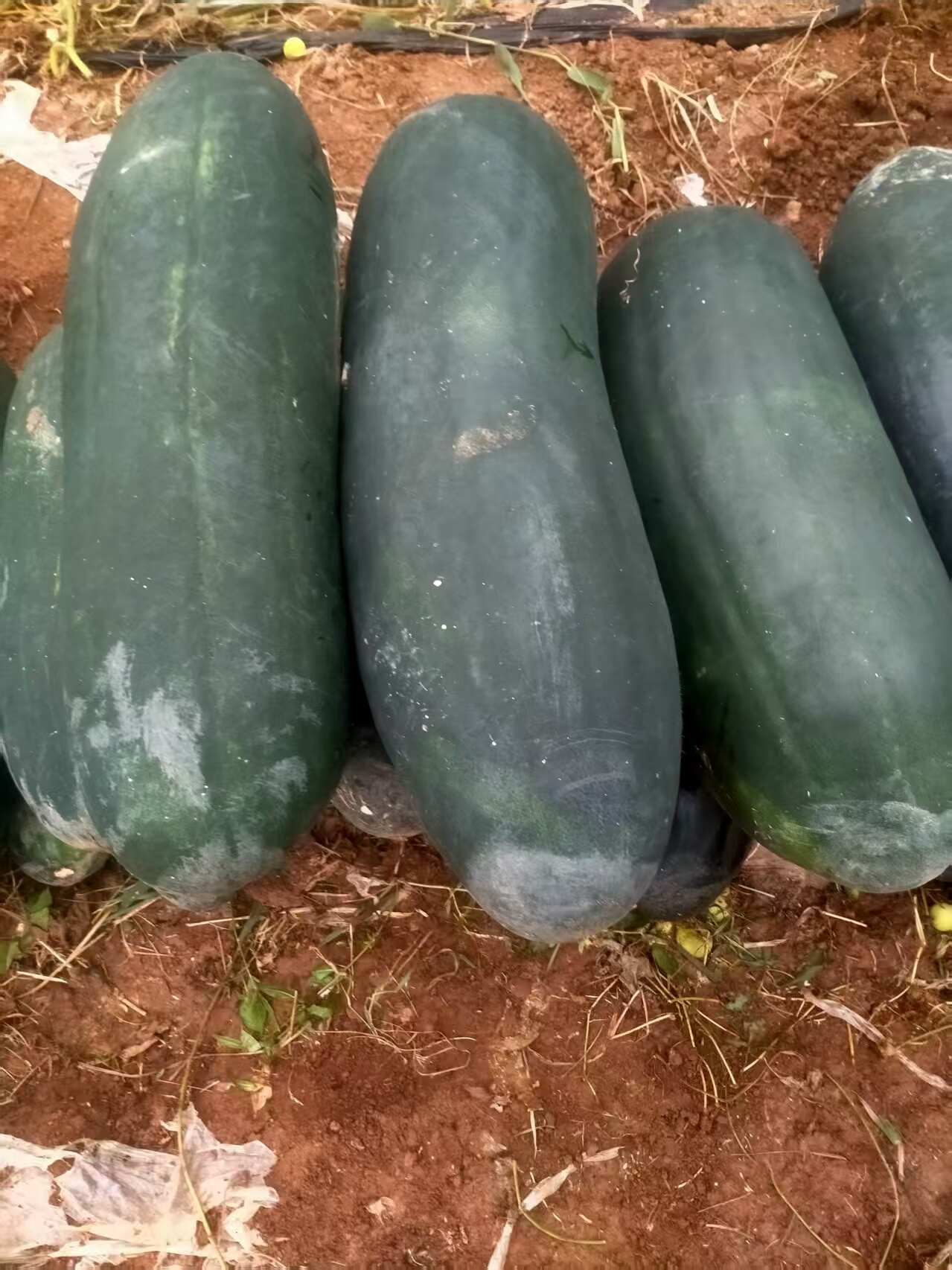 黑皮冬瓜