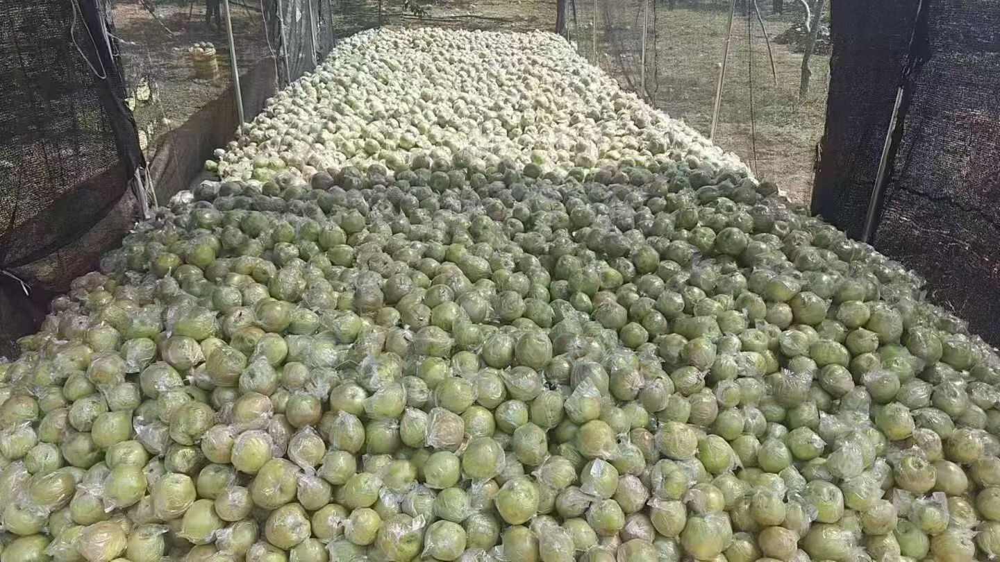 隰县玉露香梨