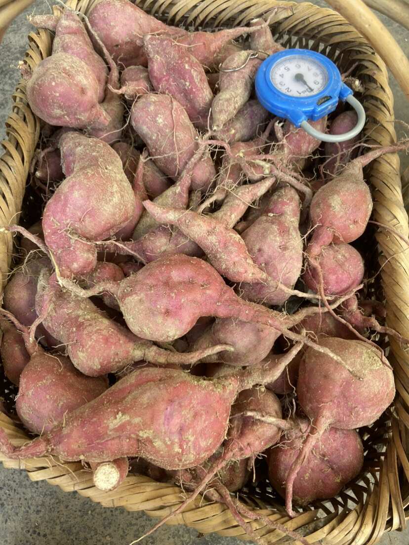 贵州本地老品种板栗粉糯红薯粉糯香甜地瓜番薯