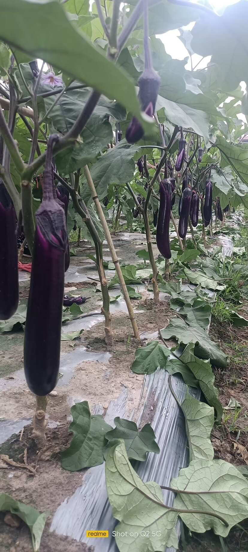 贵州露天紫长茄 新鲜蔬菜 茄果类