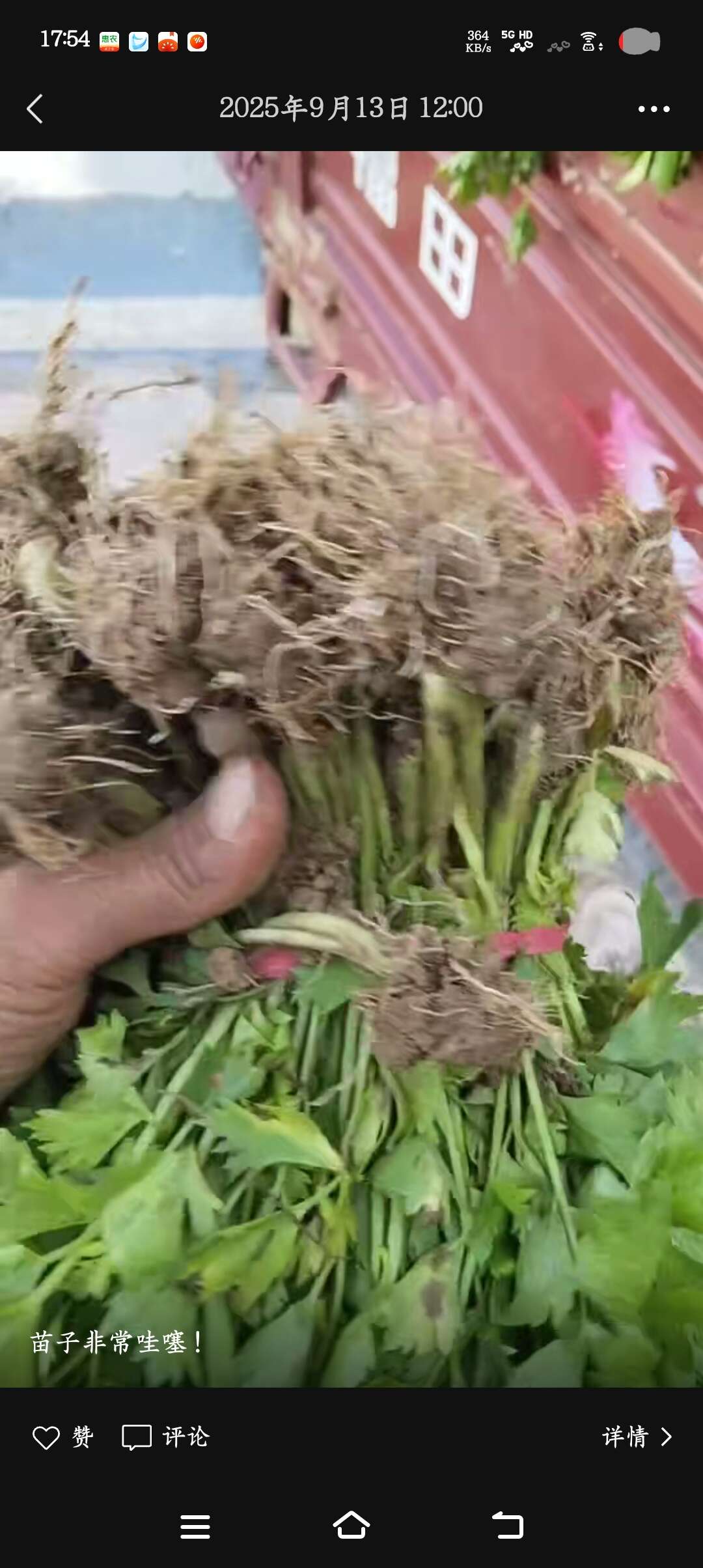芹菜苗原产地