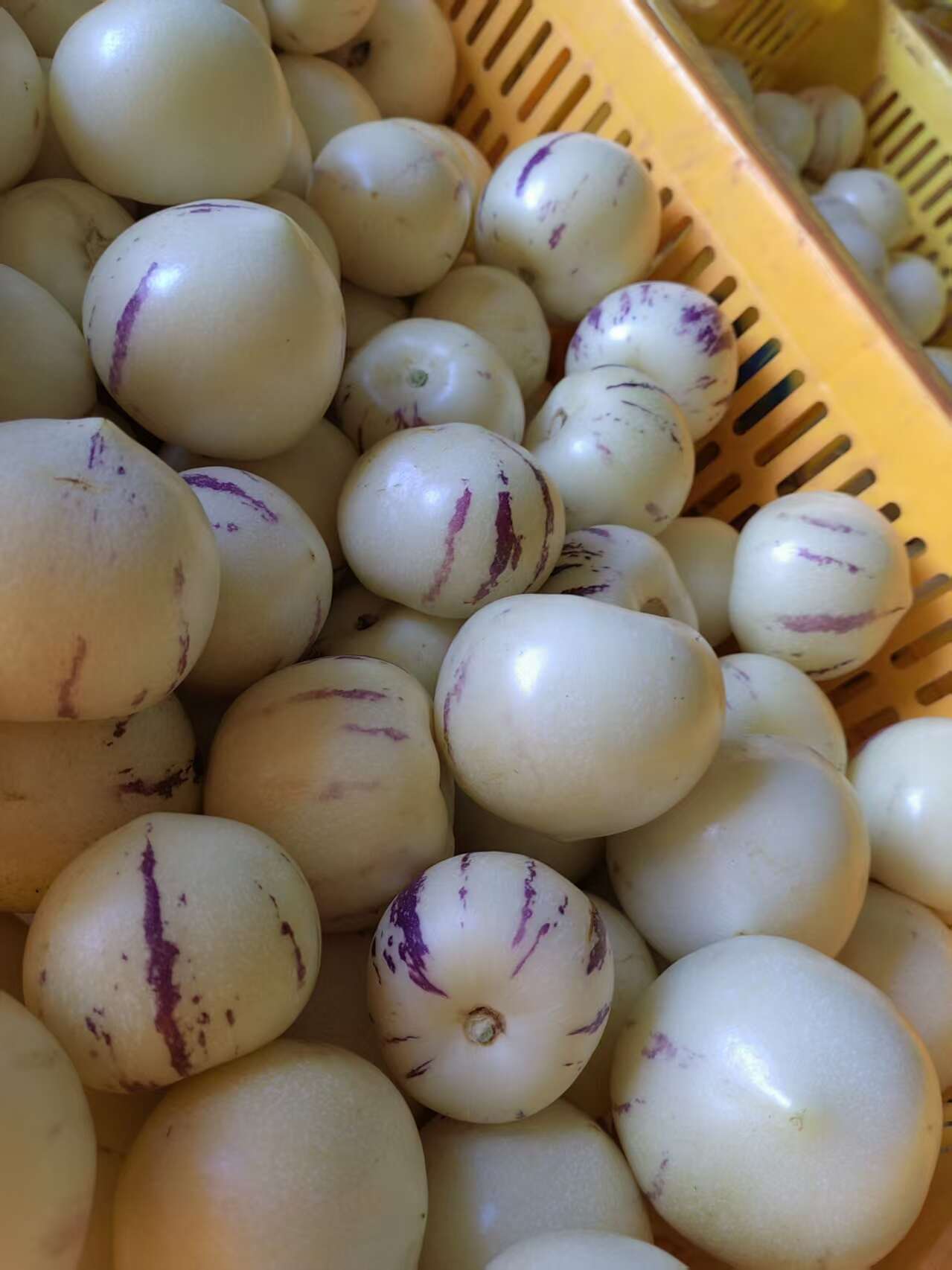高山人参果，颜色好，果型好，甜脆可口