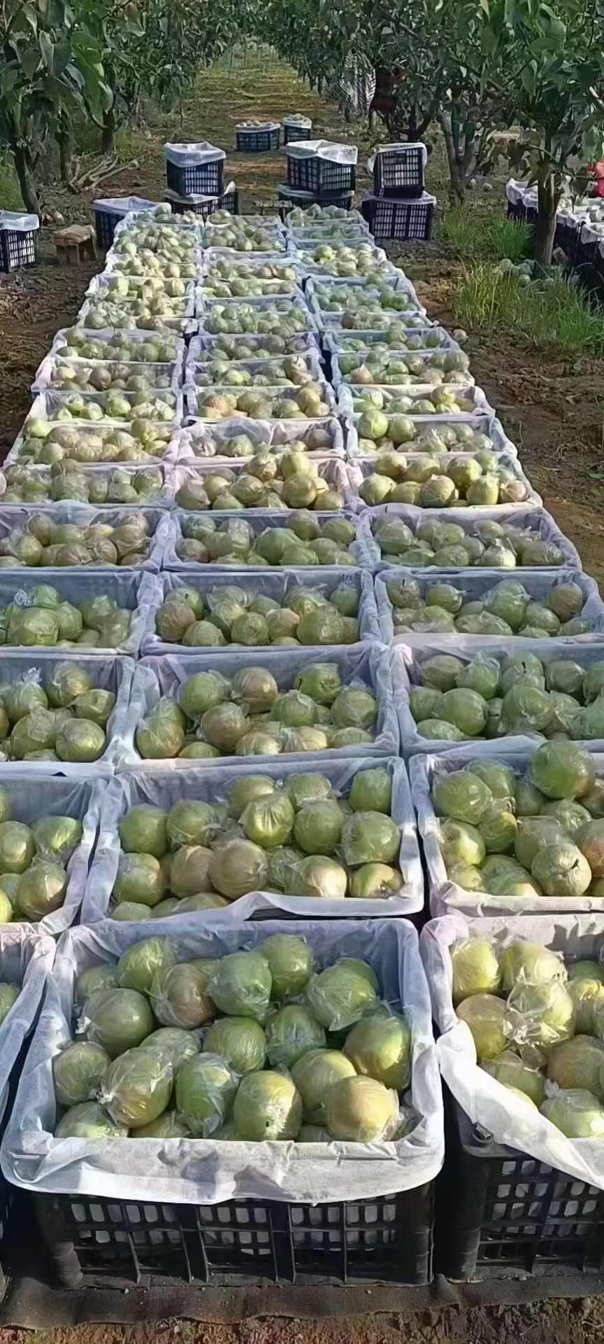 隰县玉露香梨