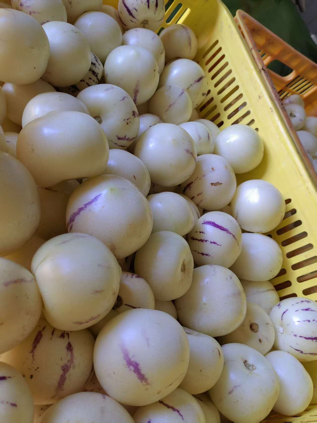 高山人参果，颜色好，果型好，甜脆可口