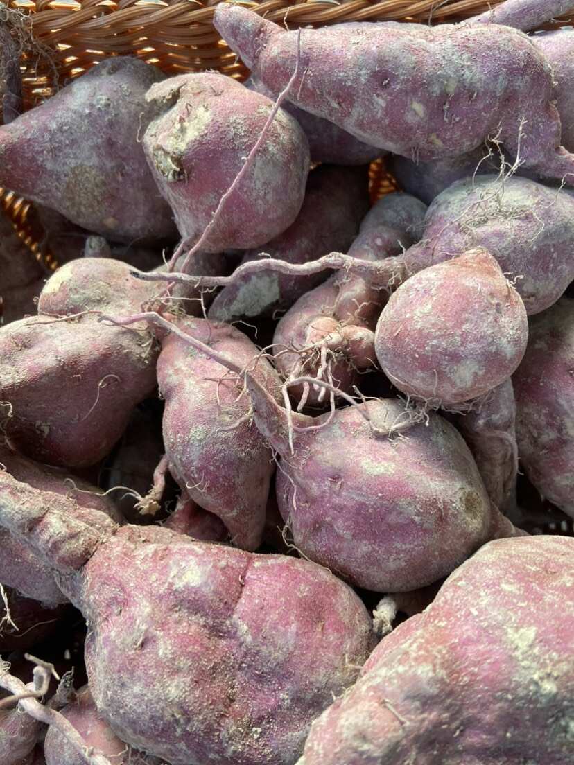 贵州本地老品种板栗粉糯红薯粉糯香甜地瓜番薯