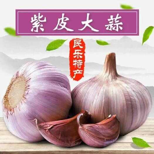 民乐县高原富硒紫皮大蒜  西部特产