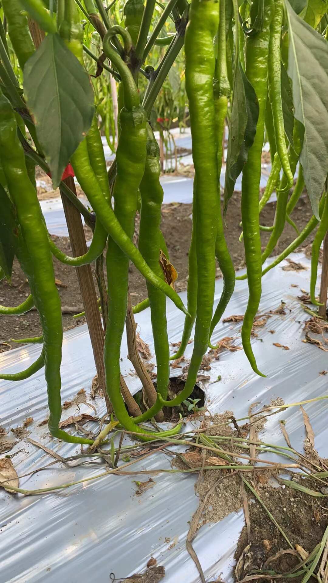 四川攀枝花米易县薄皮椒 新鲜蔬菜茄果类辣椒