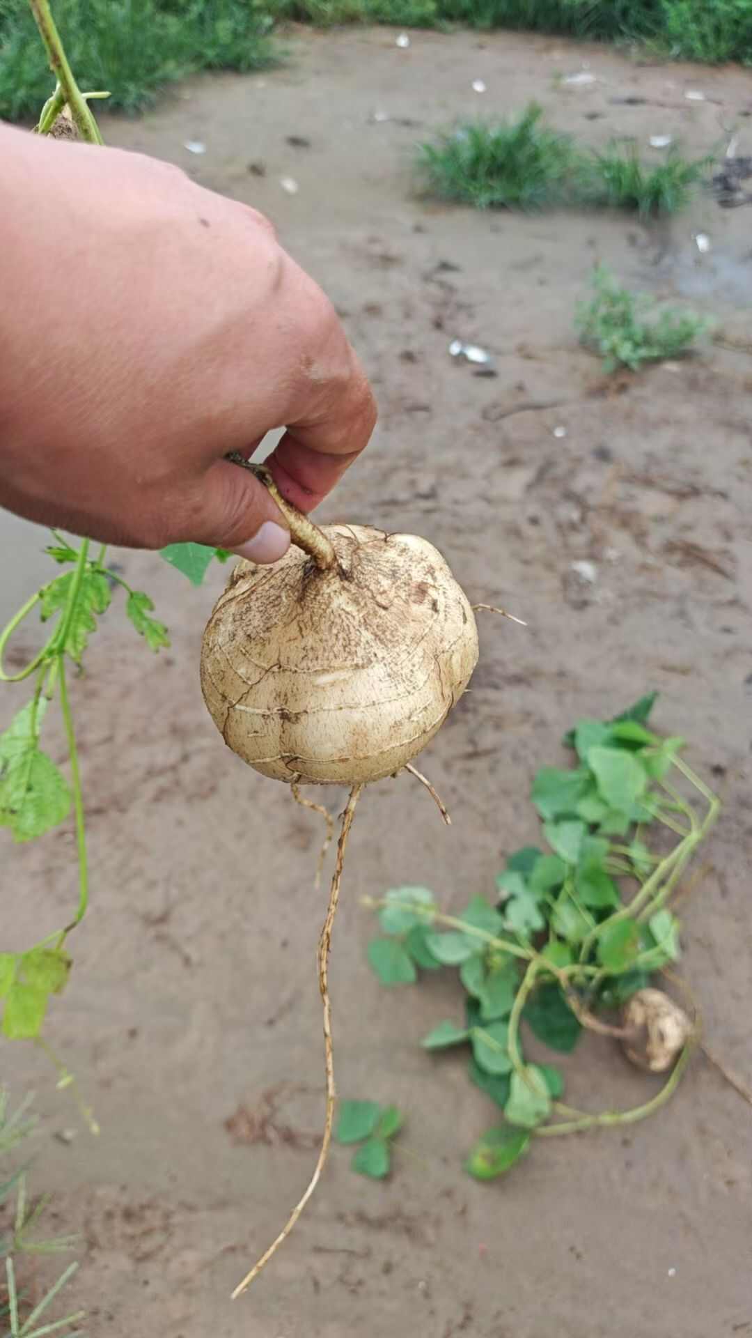 湖北天门凉薯 新鲜根茎蔬菜 产地直发