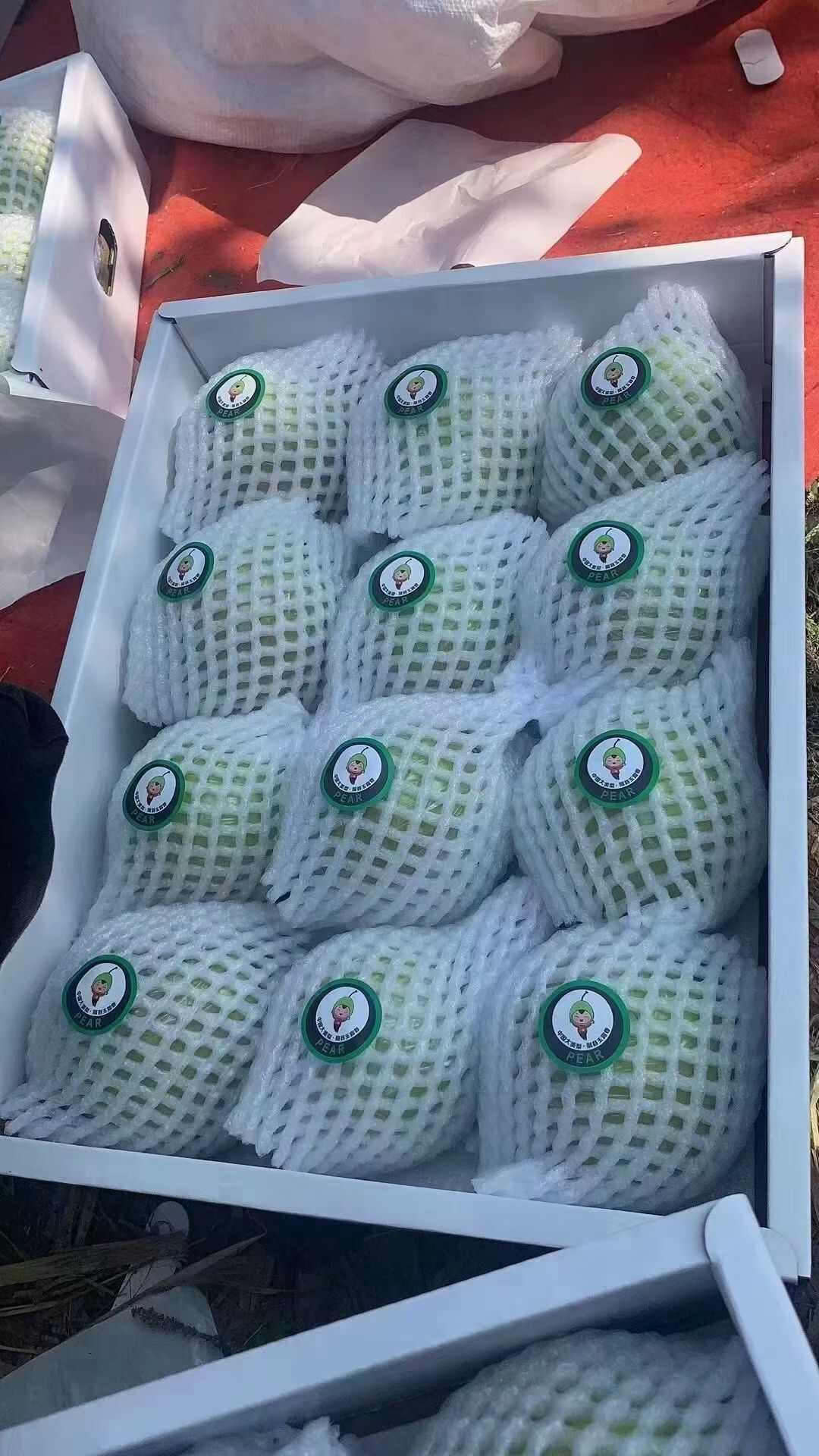 隰县玉露香梨